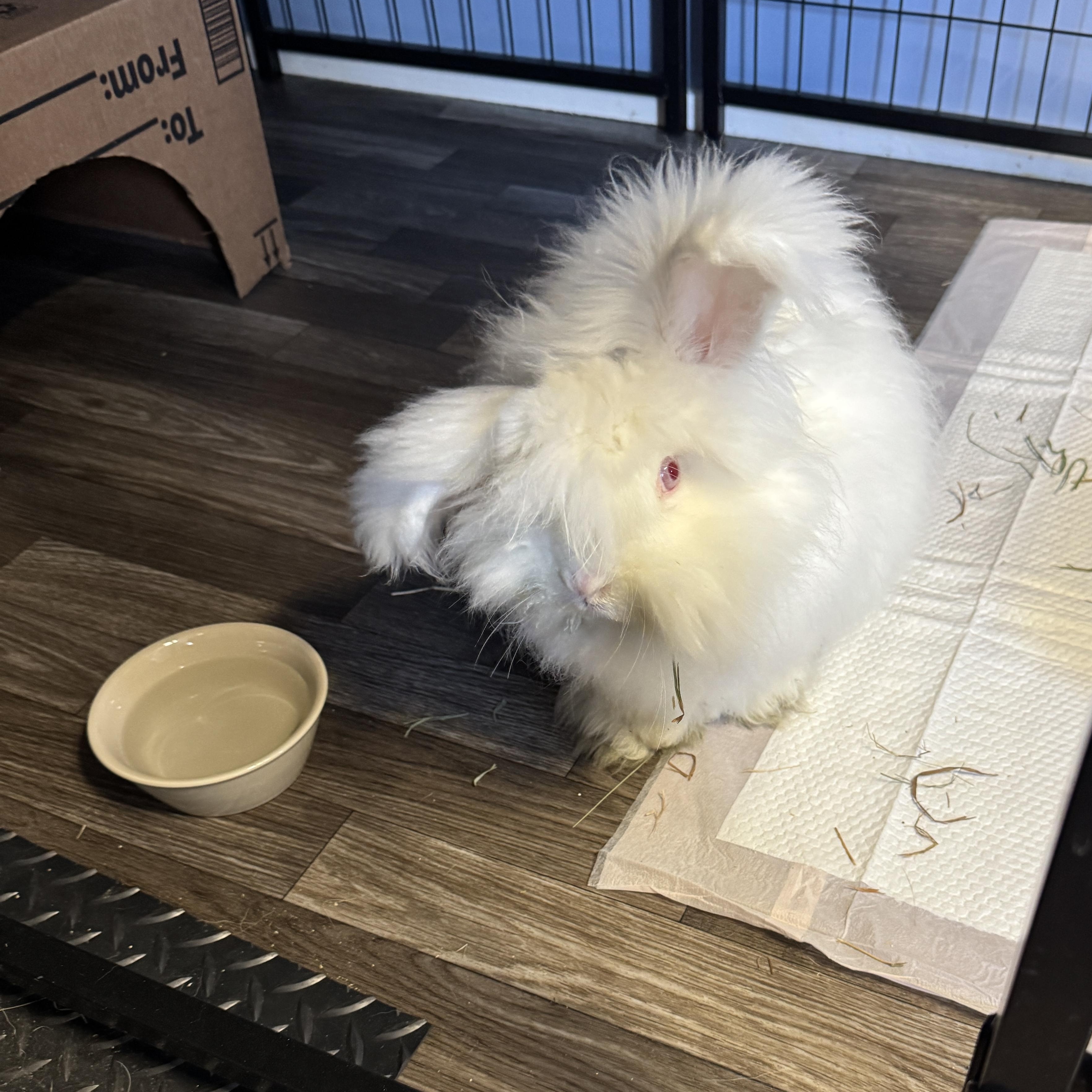 Astro, ADOPTABLE, Young Male Angora Rabbit.