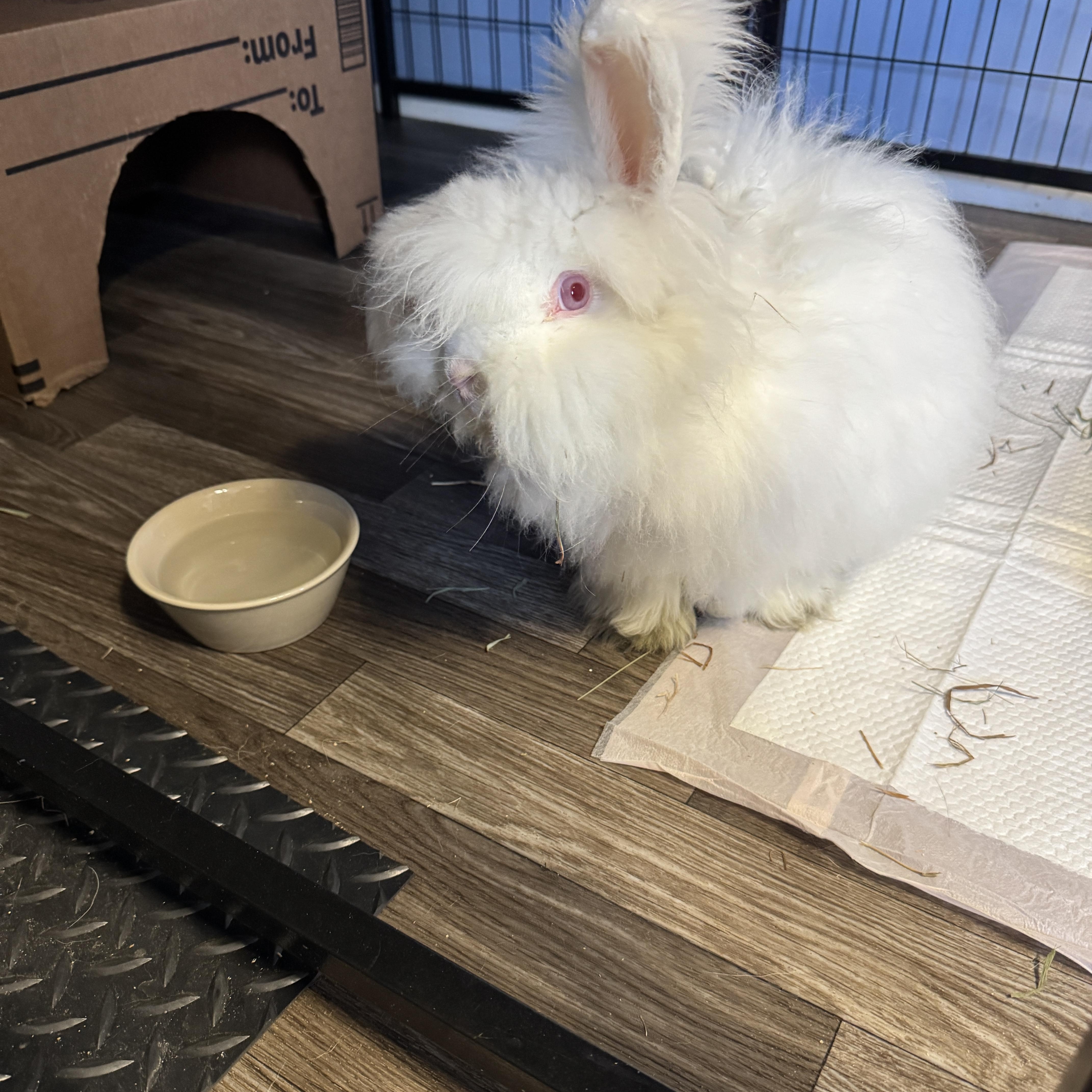 Enlarge Astro, a ADOPTABLE Angora Rabbit in Knoxville, TN image 2/2