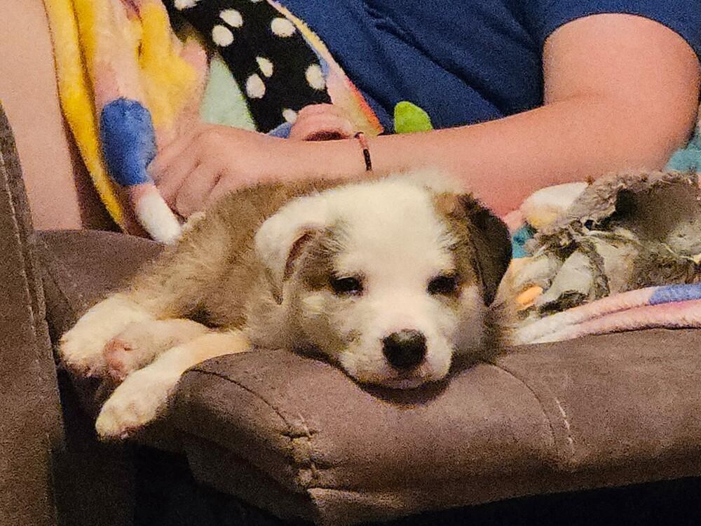 Wobbles, Adoptable, Puppy Male Mixed Breed & Mixed Breed.