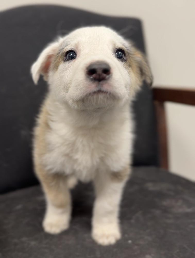 Enlarge Wobbles, a Adoptable mixed breed in Bemidji, MN image 2/6