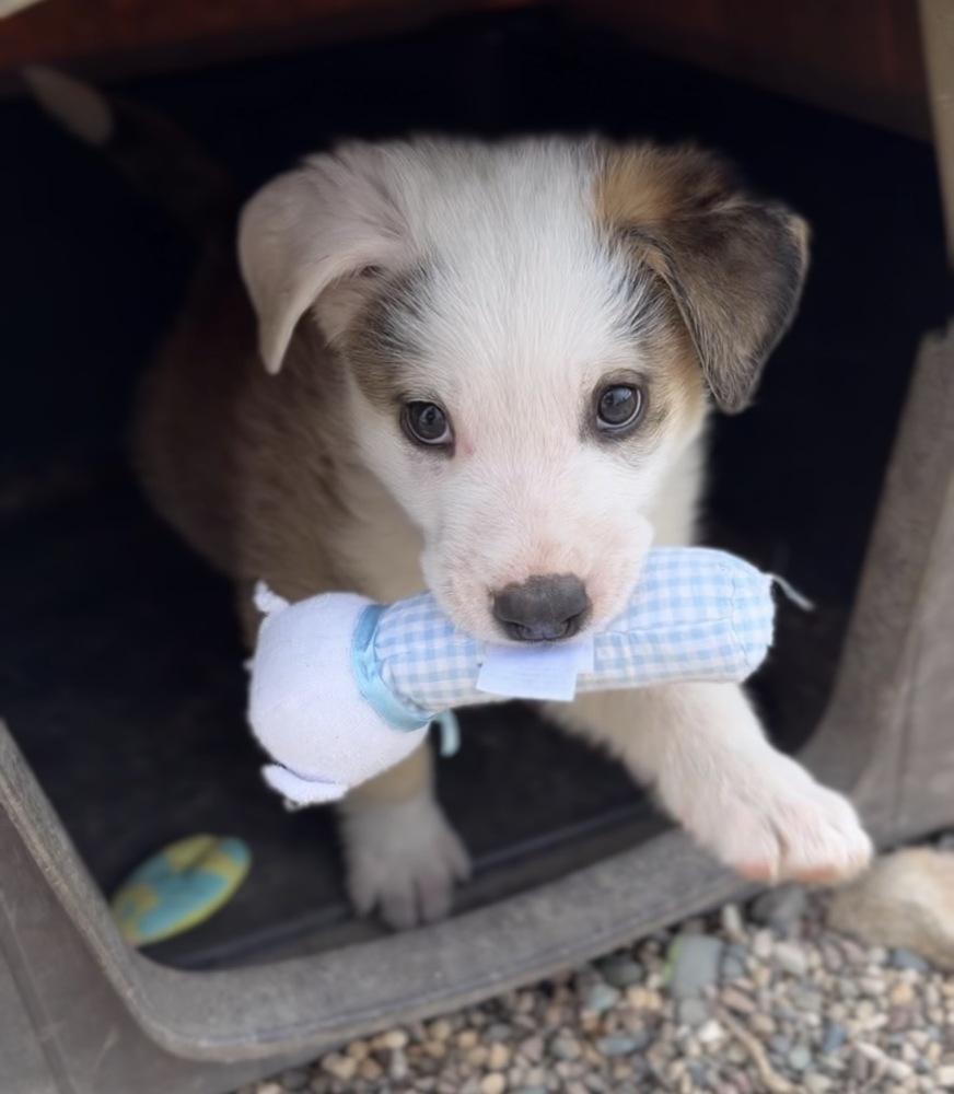 Enlarge Wobbles, a Adoptable mixed breed in Bemidji, MN image 3/6