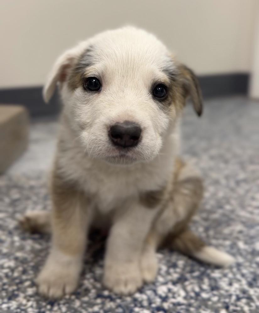 Enlarge Wobbles, a Adoptable mixed breed in Bemidji, MN image 4/6