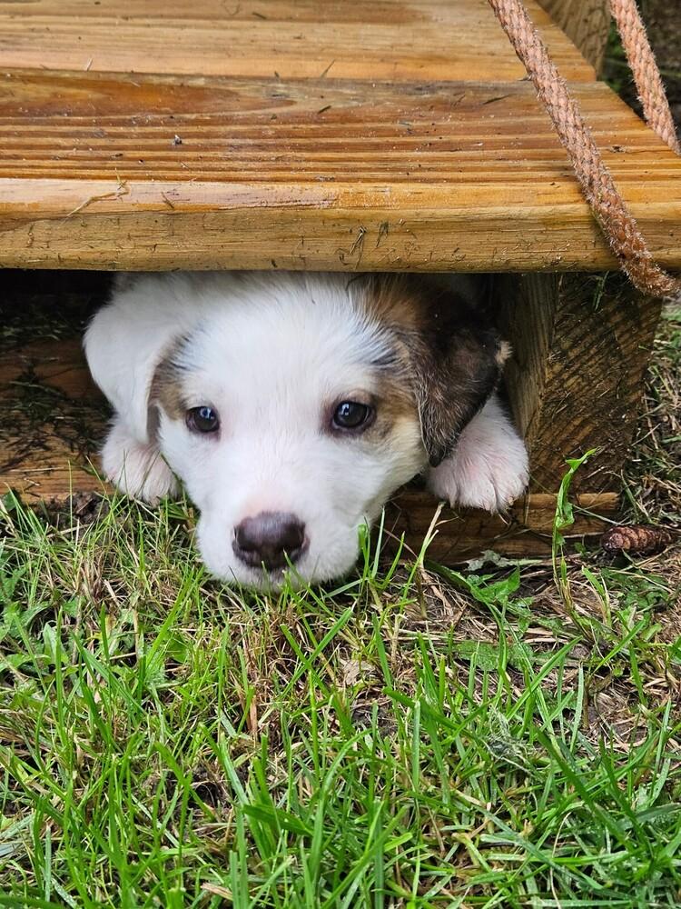 Enlarge Wobbles, a Adoptable mixed breed in Bemidji, MN image 5/6