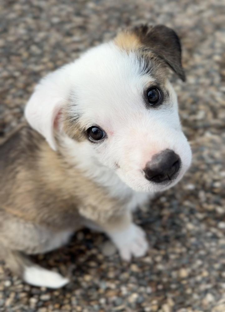 Enlarge Wobbles, a Adoptable mixed breed in Bemidji, MN image 6/6