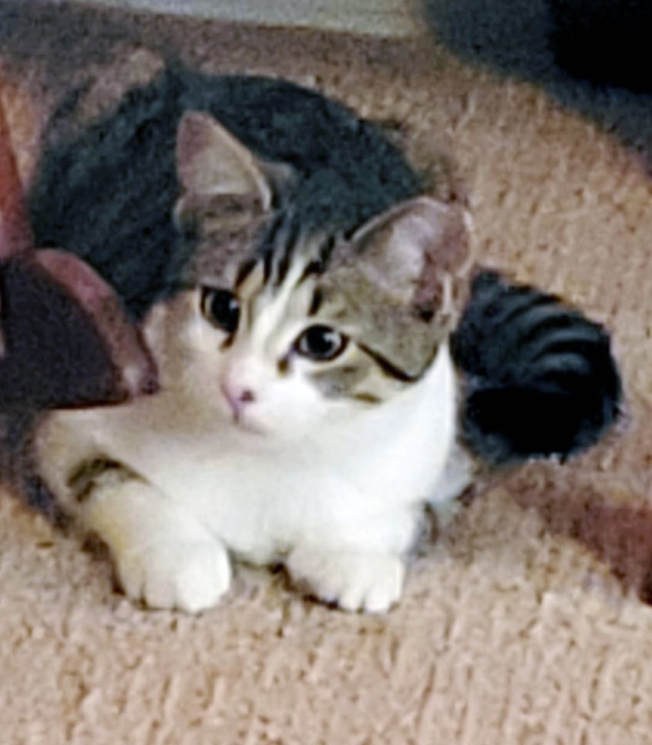 Daizy, a Adoptable mixed breed in Lake Monroe, FL image 6/6