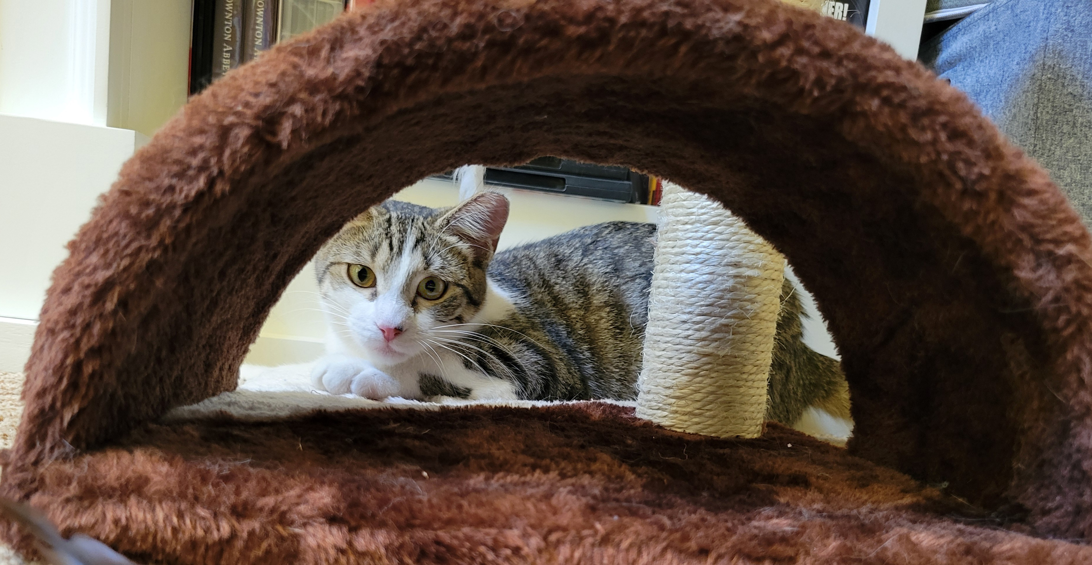 Daizy, a Adoptable mixed breed in Lake Monroe, FL image 4/6