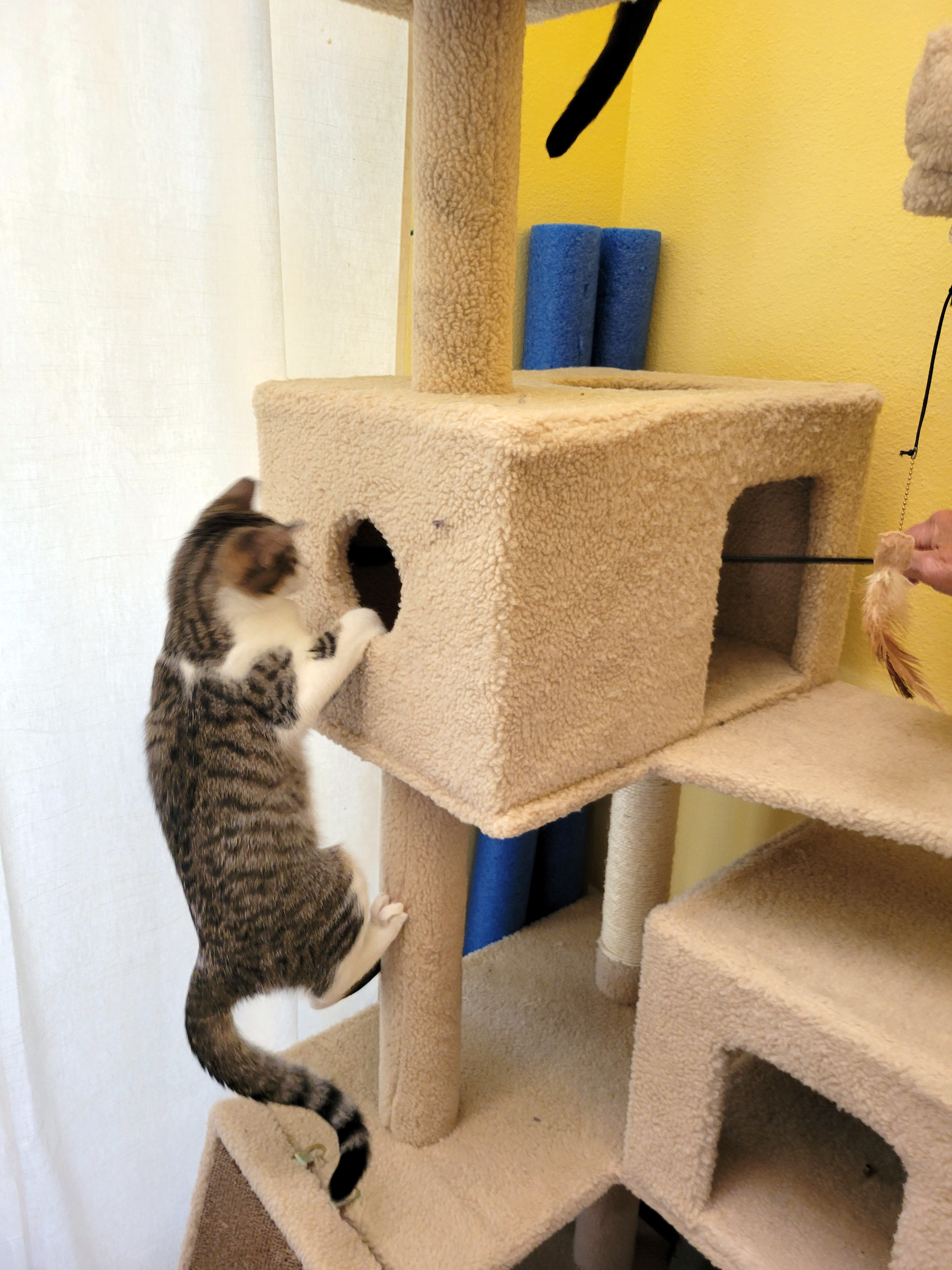 Daizy, a Adoptable mixed breed in Lake Monroe, FL image 3/6