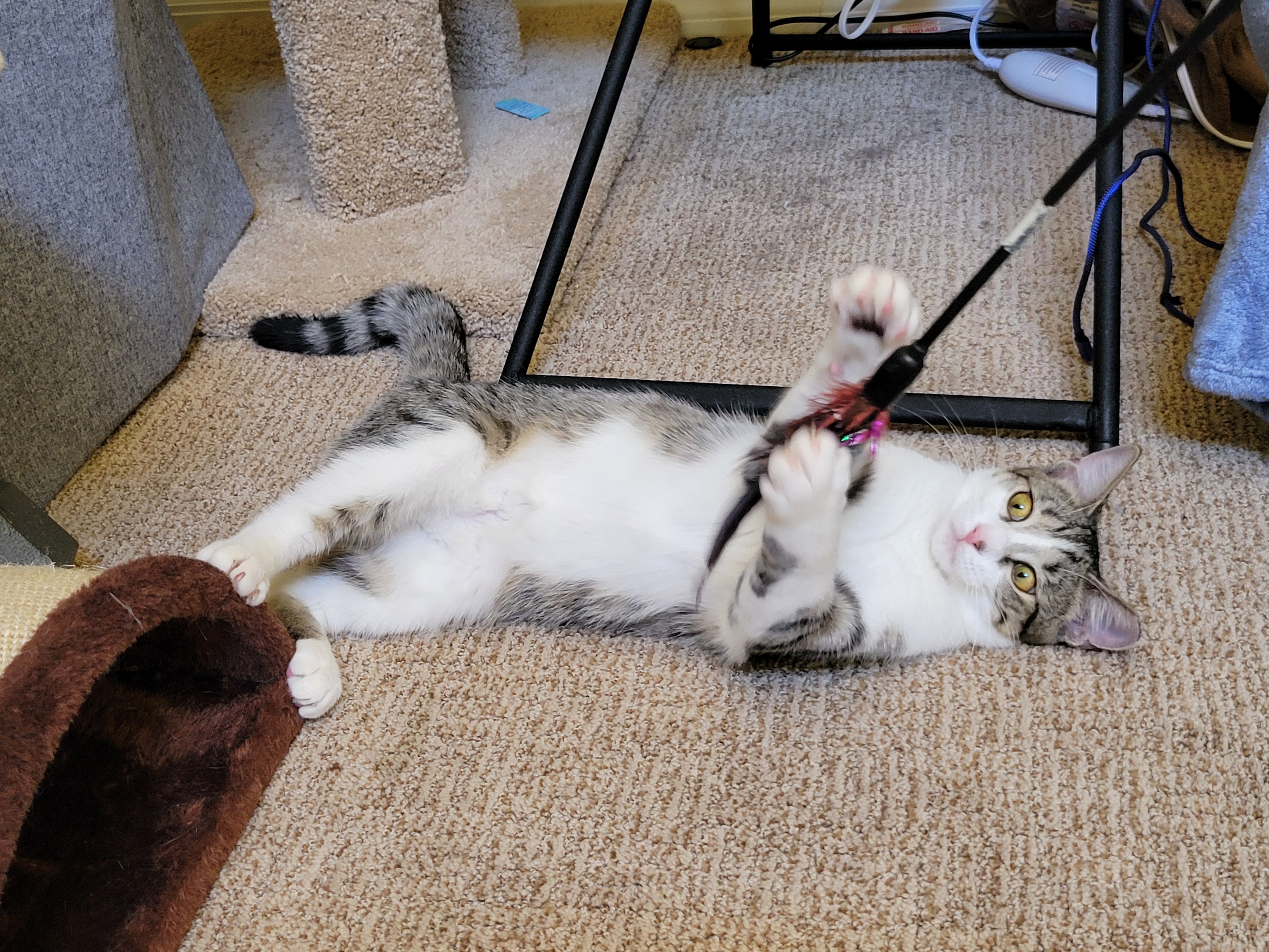 Daizy, a Adoptable mixed breed in Lake Monroe, FL image 2/6