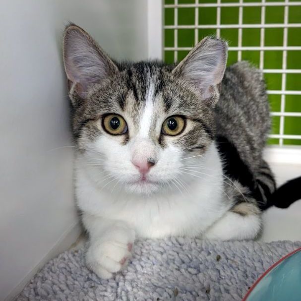 Daizy, Adoptable, Young Female Domestic Short Hair & Tiger.