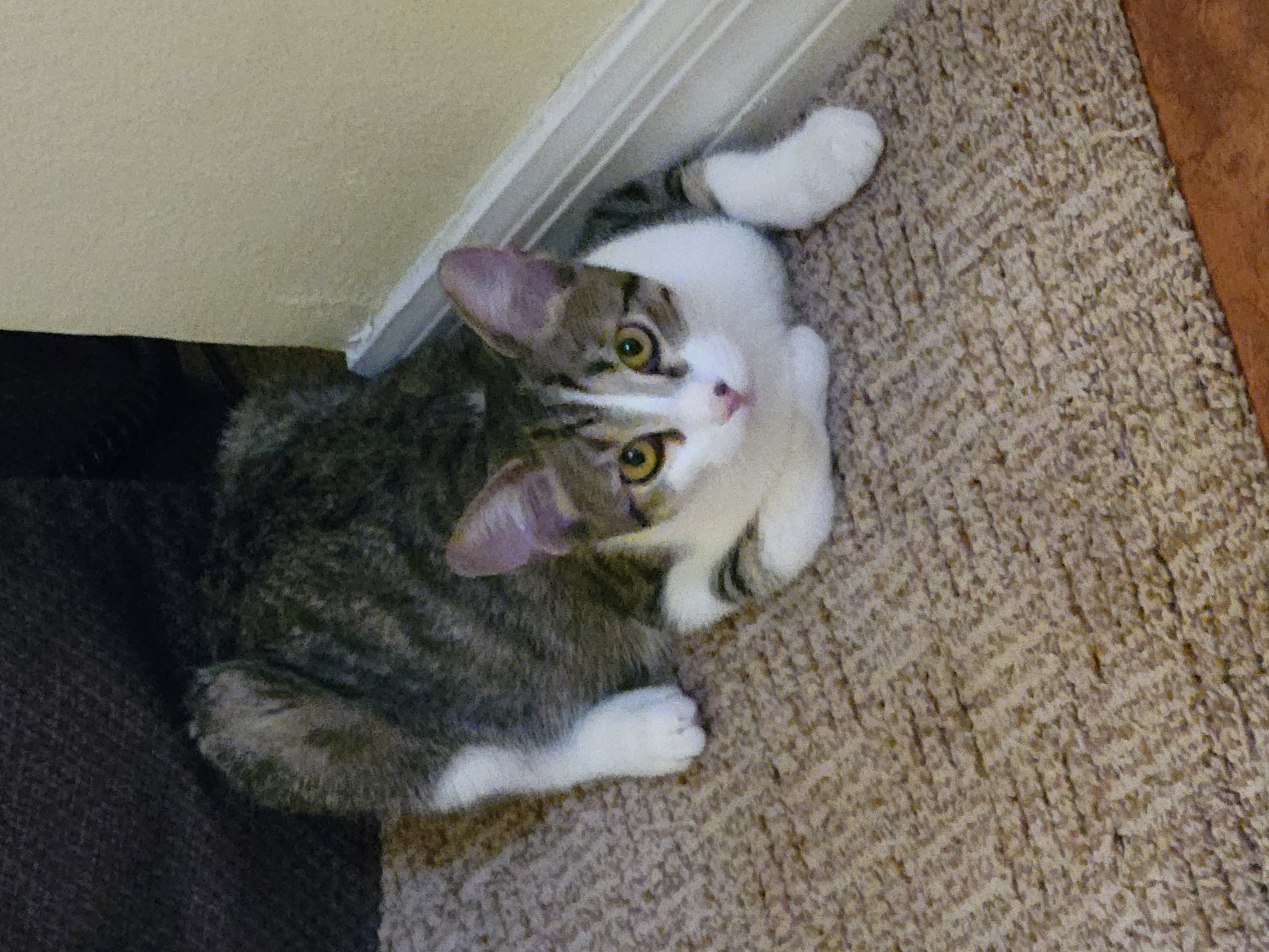 Daizy, a Adoptable mixed breed in Lake Monroe, FL image 5/6