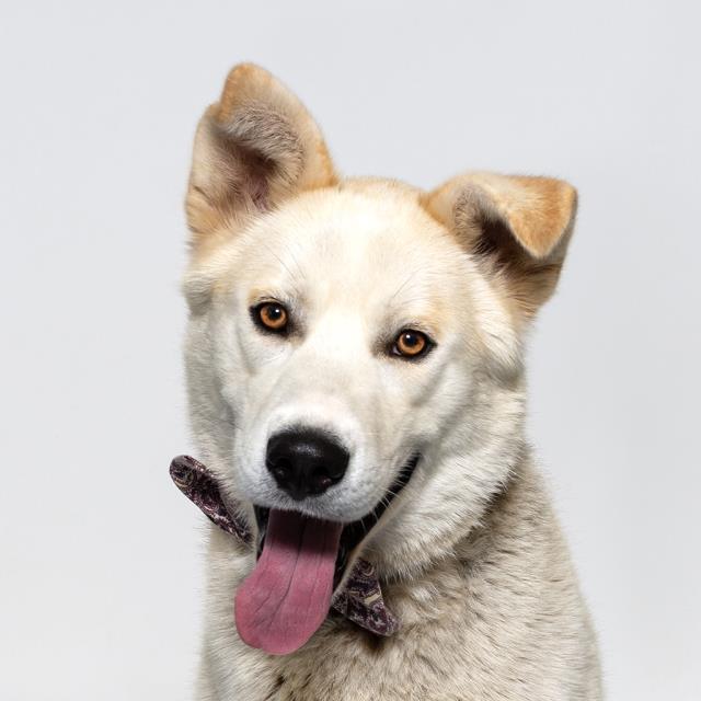TROY, Adoptable, Young Male German Shepherd Dog & Siberian Husky.