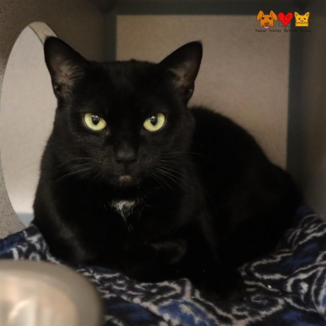 Enlarge NELLA, a Adoptable Domestic Short Hair in Aliquippa, PA image 1/1