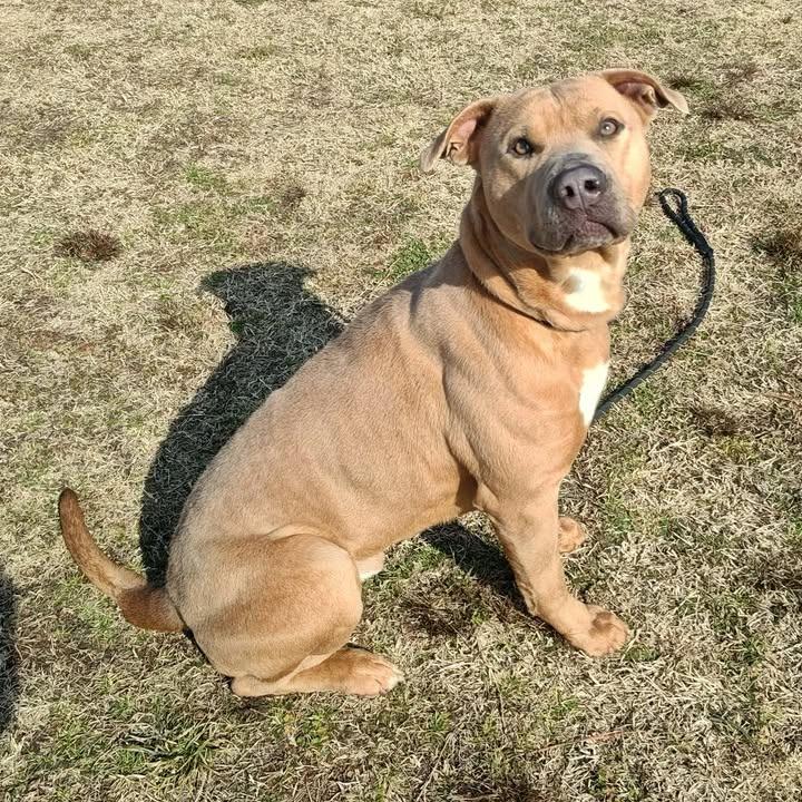 Enlarge Loaf, a Adoptable Pit Bull Terrier in Springdale, AR image 1/6