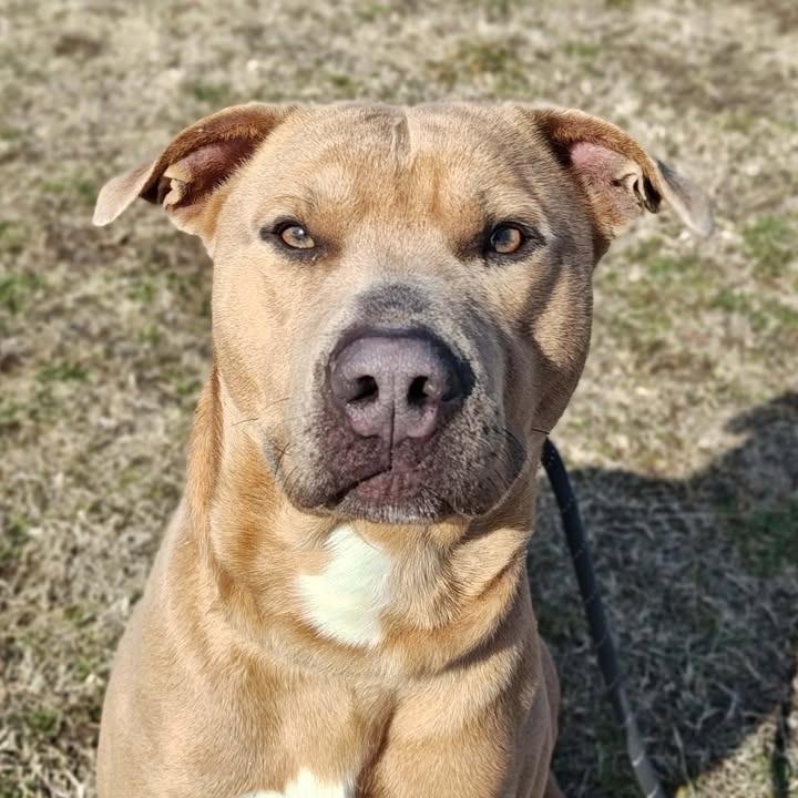 Enlarge Loaf, a Adoptable Pit Bull Terrier in Springdale, AR image 2/6