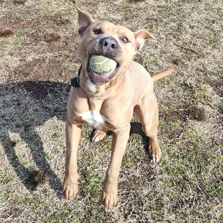 Enlarge Loaf, a Adoptable Pit Bull Terrier in Springdale, AR image 3/6
