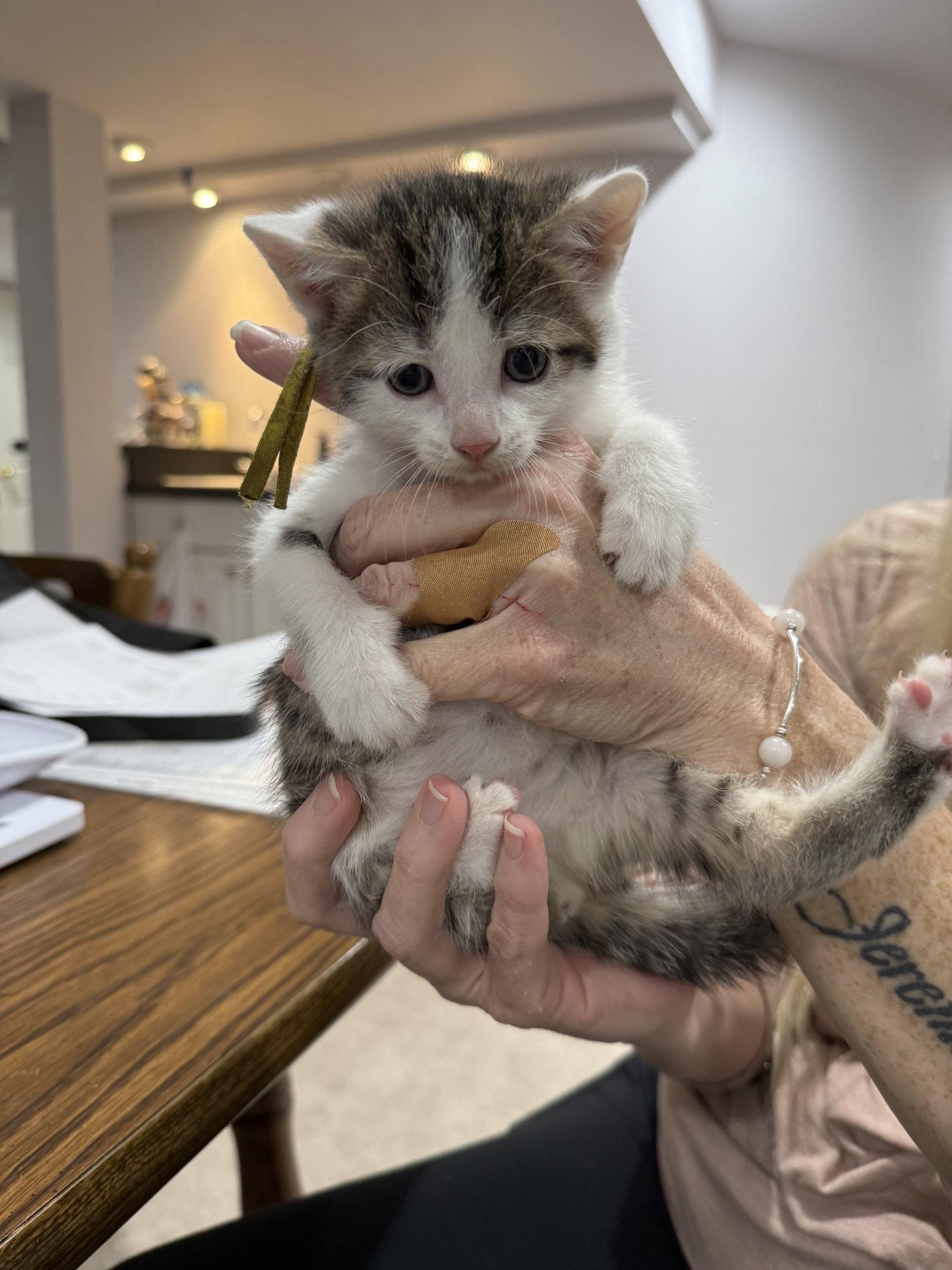 CAT - Finn, Adopted, Kitten Male Domestic Short Hair.