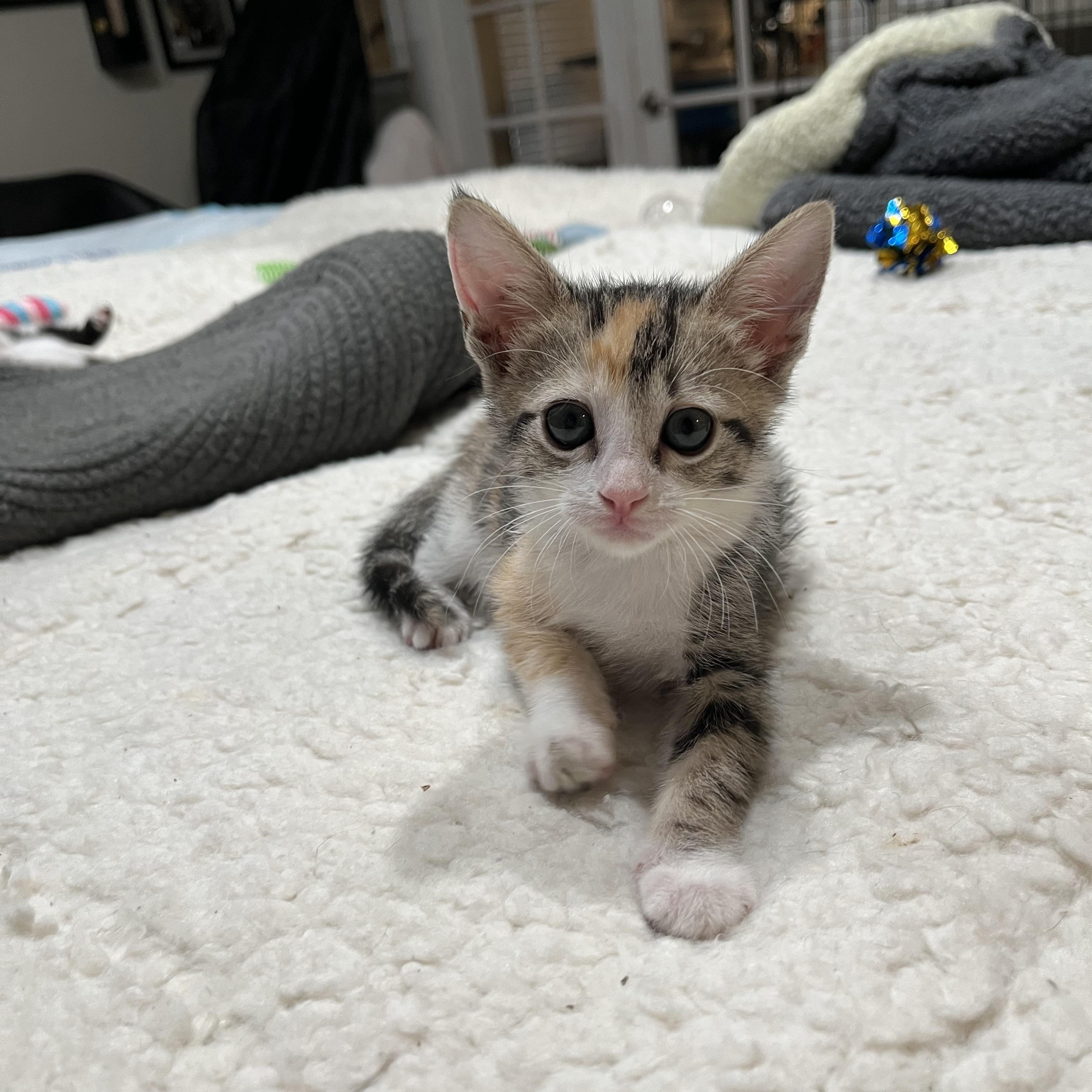 Enlarge Tat Kat, an adopted Domestic Short Hair in Fresno, CA image 1/4