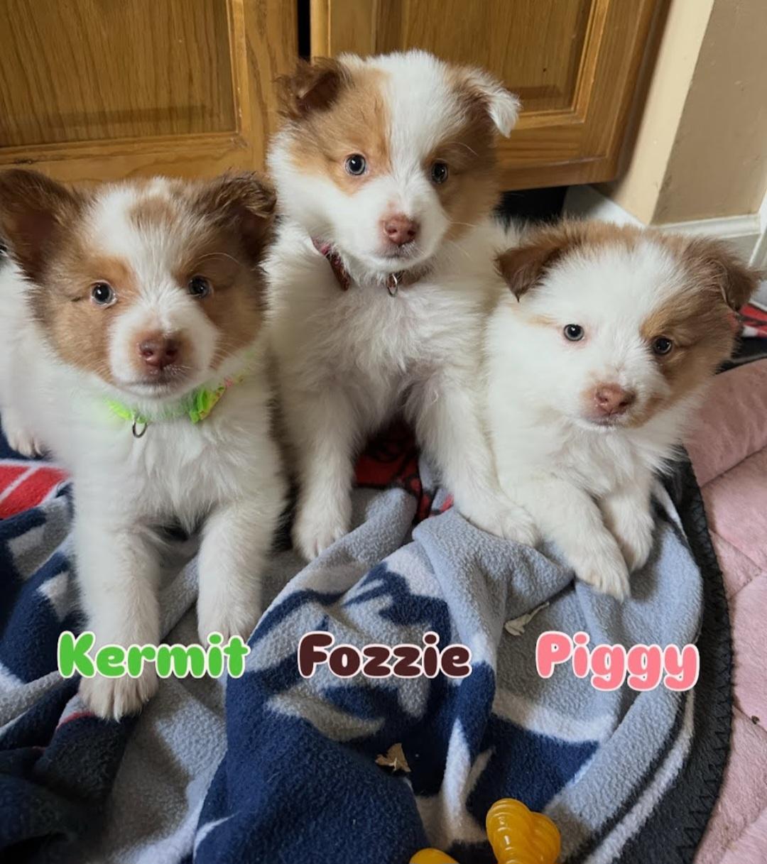 Enlarge Kermit, a Adoptable Shetland Sheepdog / Sheltie in Knoxville, TN image 2/2