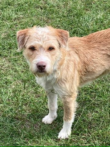 Dean (Terrier Brothers)