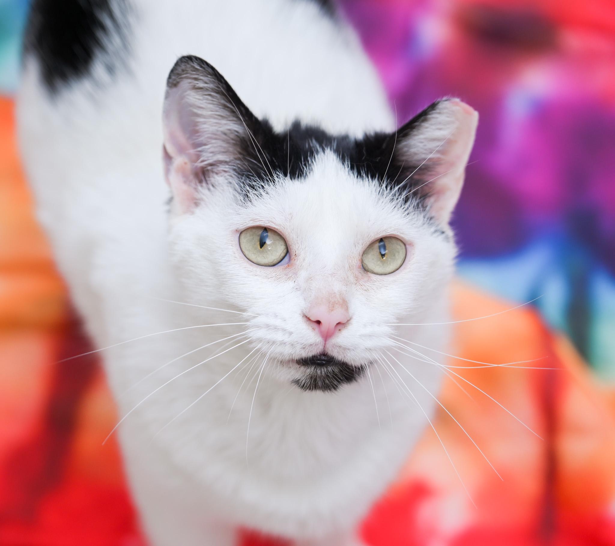 Moo Moo, a Adoptable mixed breed in Chattanooga, TN image 1/6