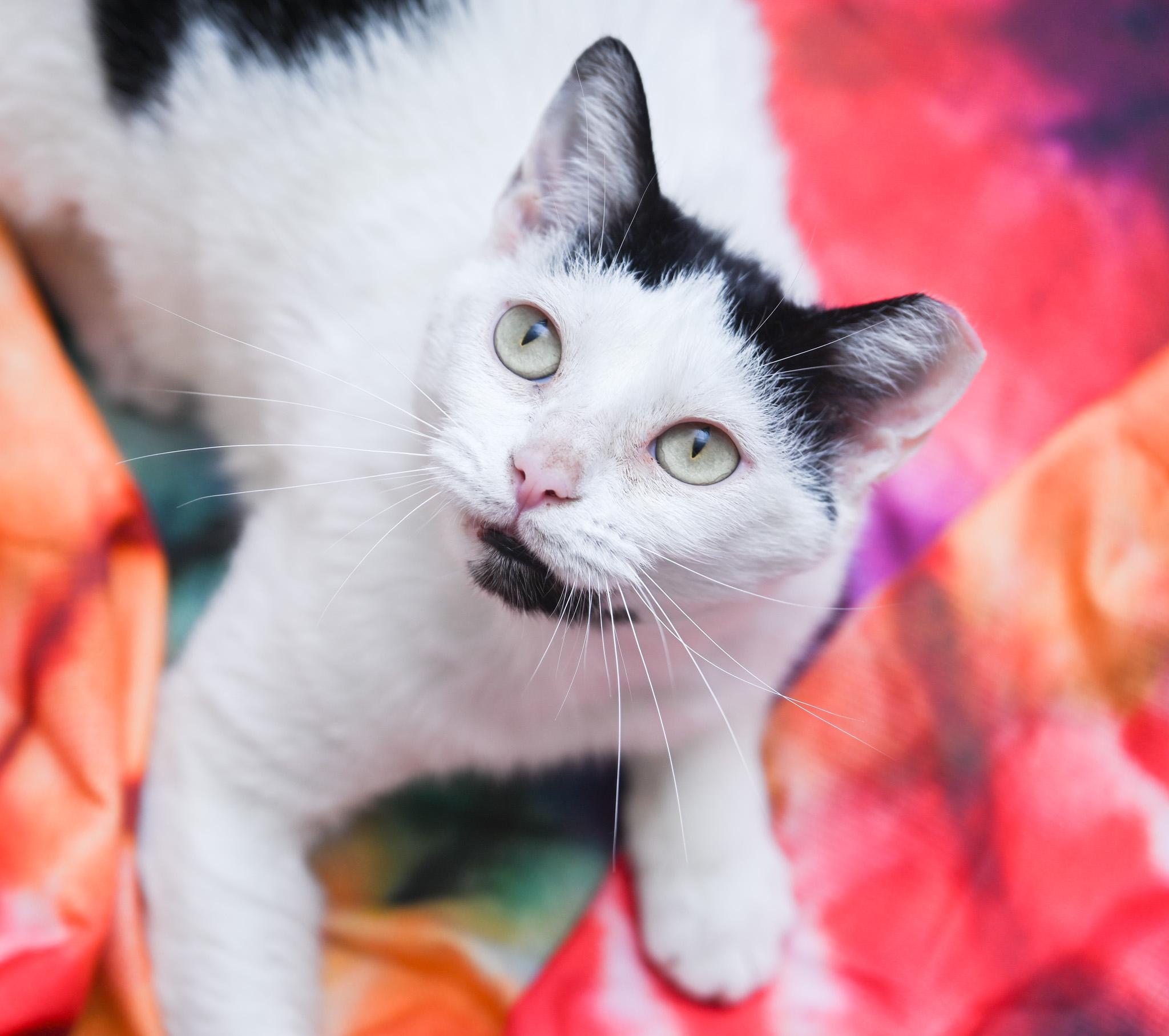 Moo Moo, a Adoptable mixed breed in Chattanooga, TN image 2/6