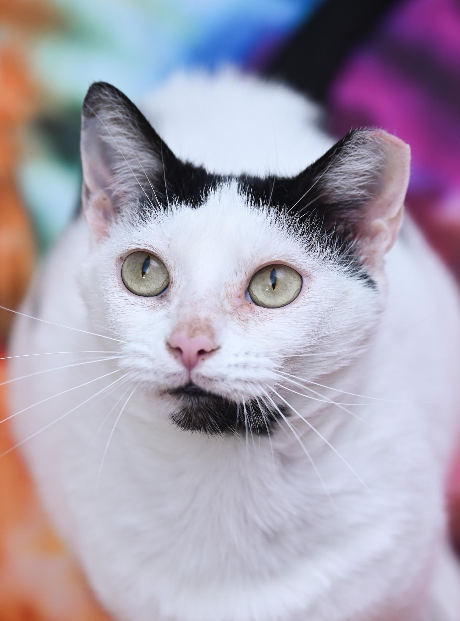 Moo Moo, a Adoptable mixed breed in Chattanooga, TN image 3/6