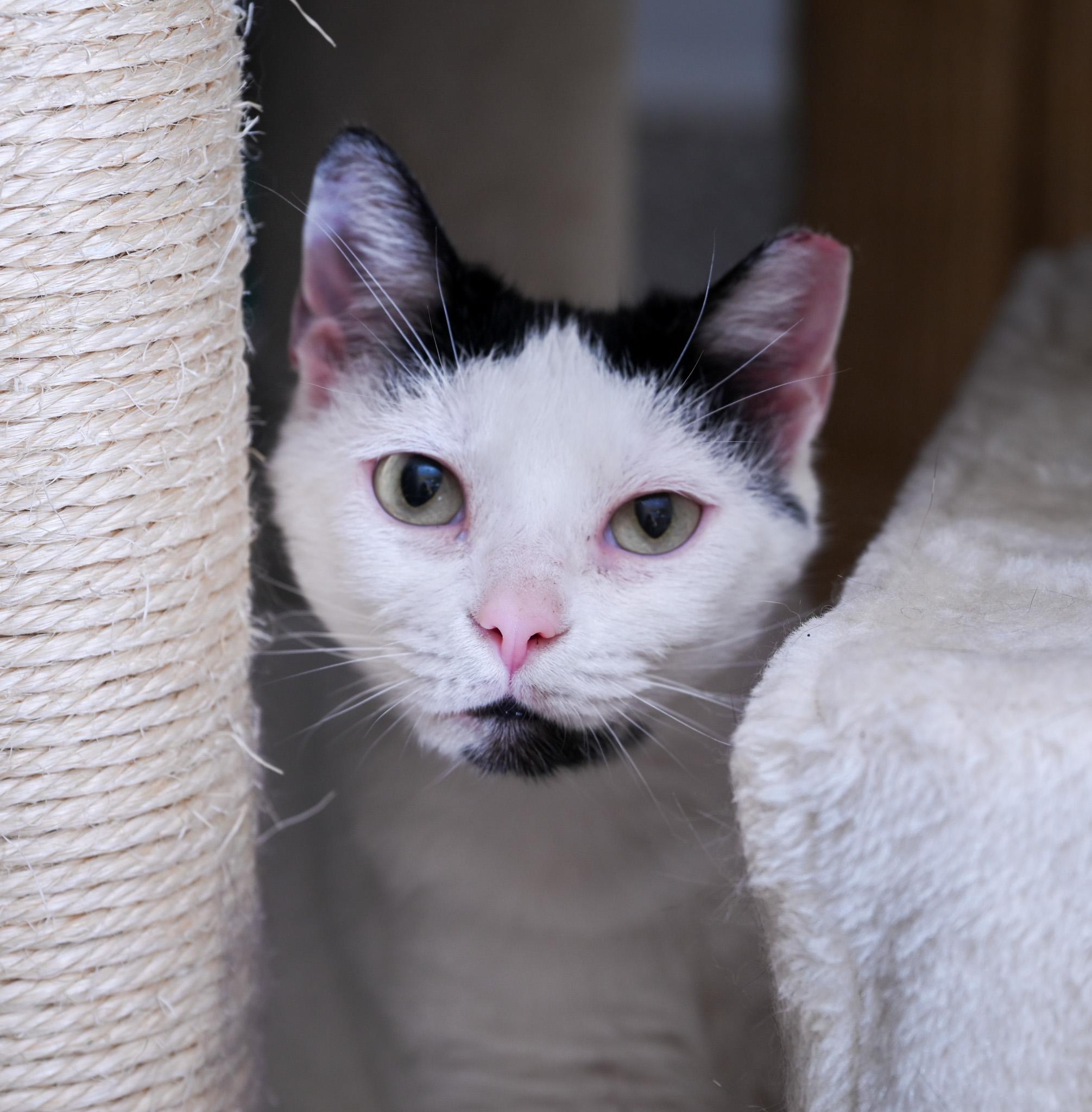 Moo Moo, a Adoptable mixed breed in Chattanooga, TN image 4/6