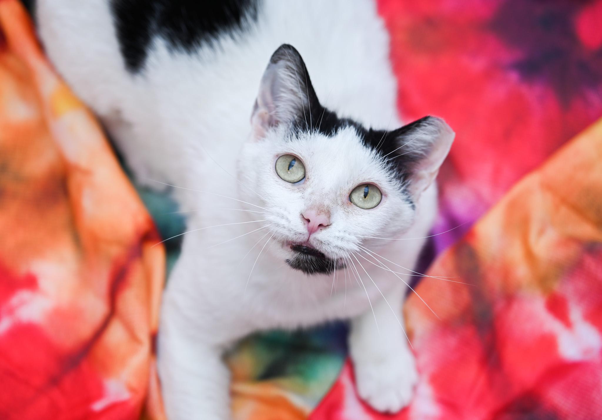 Moo Moo, a Adoptable mixed breed in Chattanooga, TN image 5/6