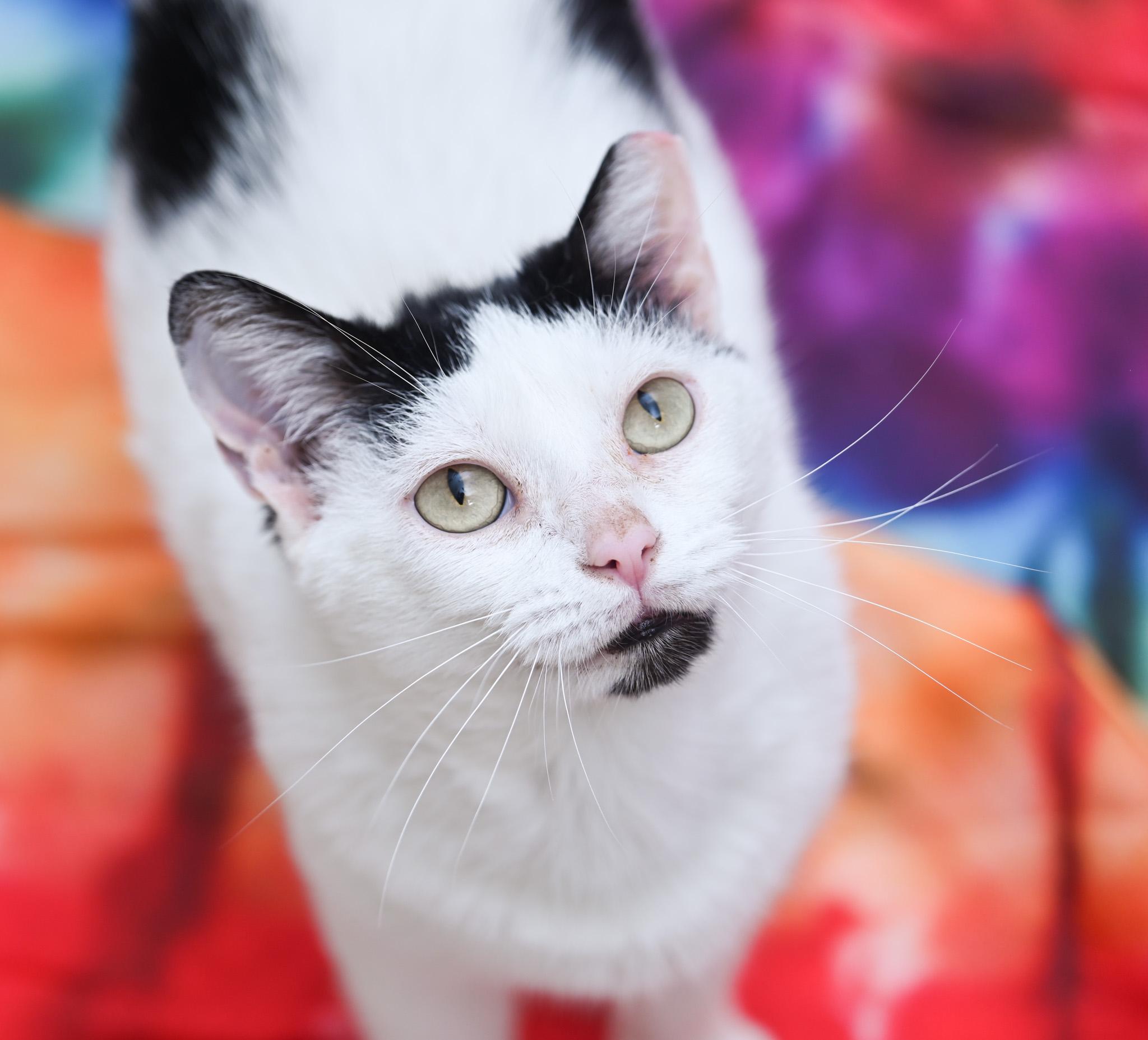 Moo Moo, a Adoptable mixed breed in Chattanooga, TN image 6/6