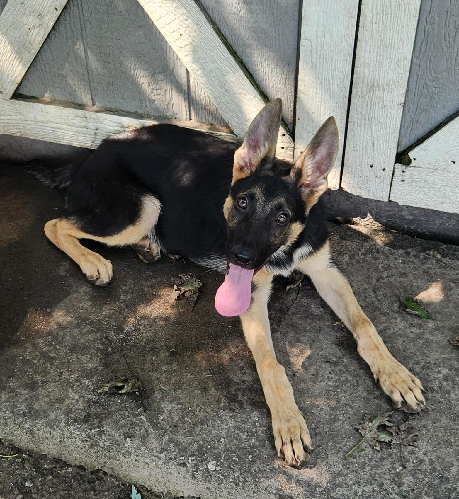 Enlarge Pastor, a Adopted German Shepherd Dog in Liberty Center, OH image 3/6