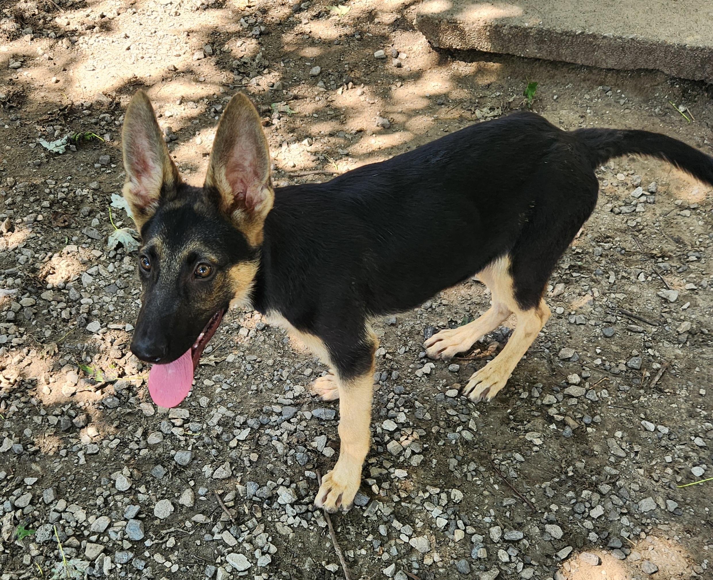 Enlarge Pastor, a Adopted German Shepherd Dog in Liberty Center, OH image 6/6