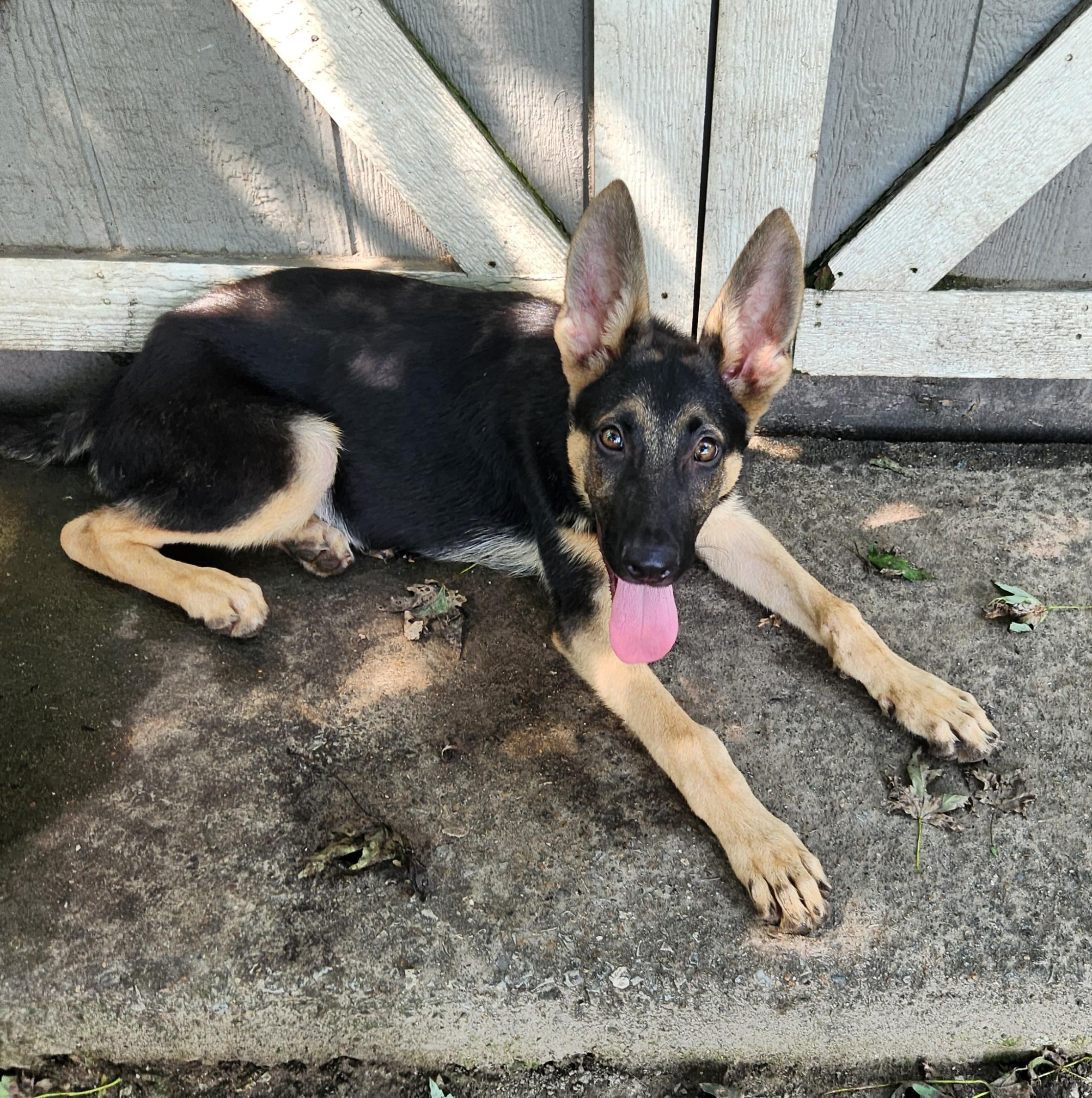 Enlarge Pastor, a Adopted German Shepherd Dog in Liberty Center, OH image 5/6