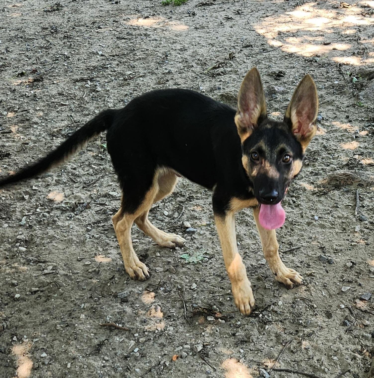 Enlarge Pastor, a Adopted German Shepherd Dog in Liberty Center, OH image 4/6