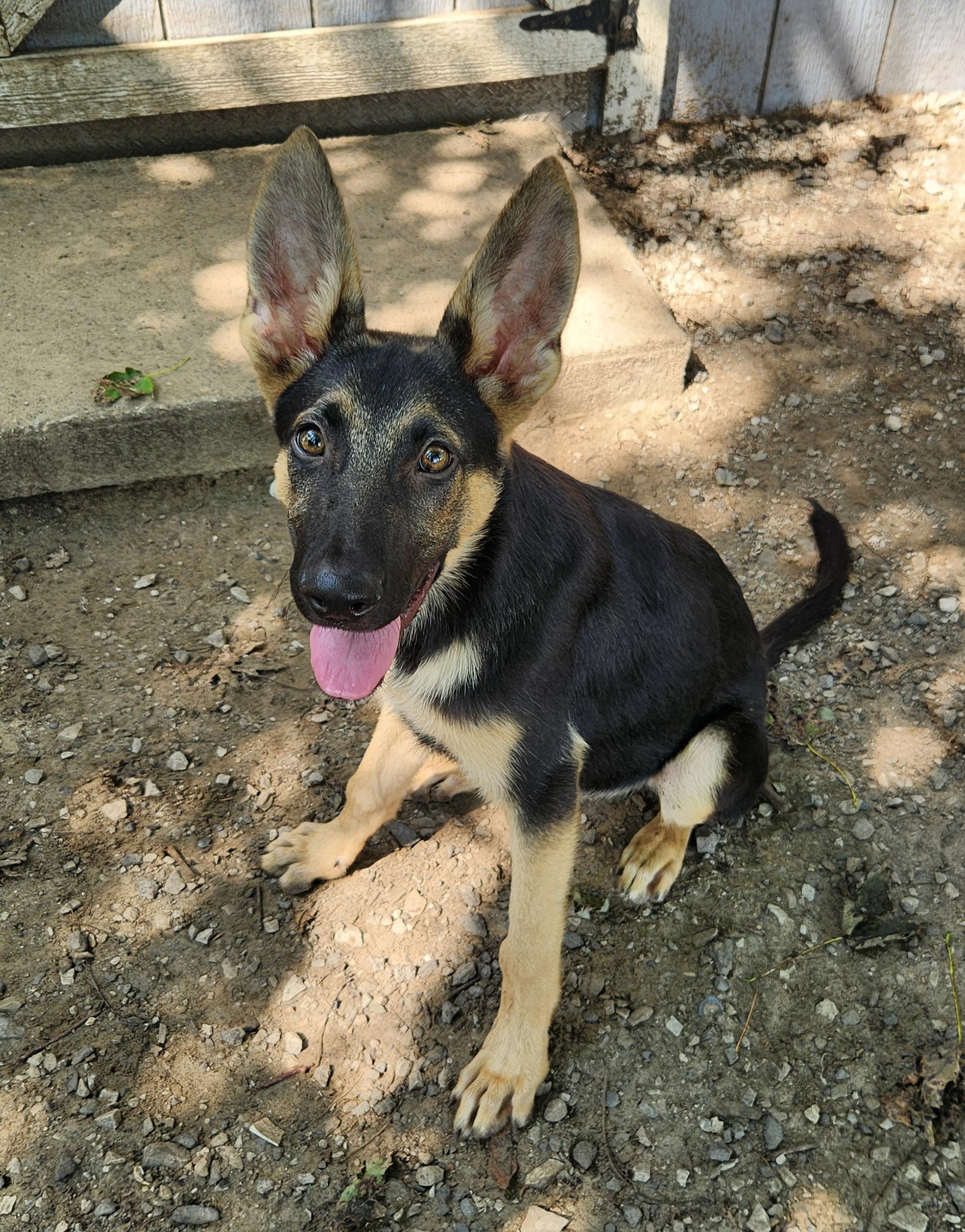 Pastor, Adopted, Puppy Male German Shepherd Dog.