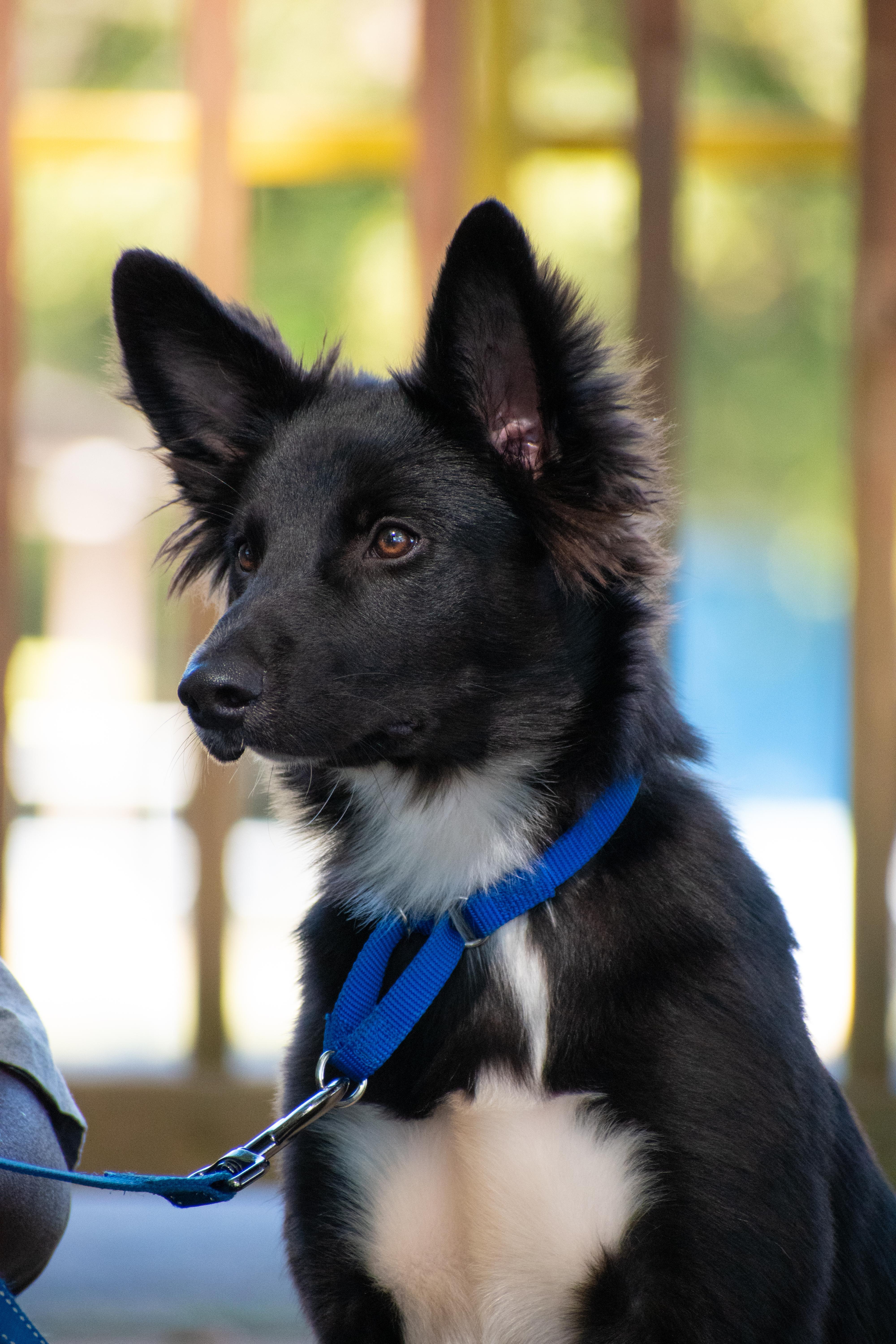 Enlarge Beau, a Adopted mixed breed in Lewisville, NC image 1/3