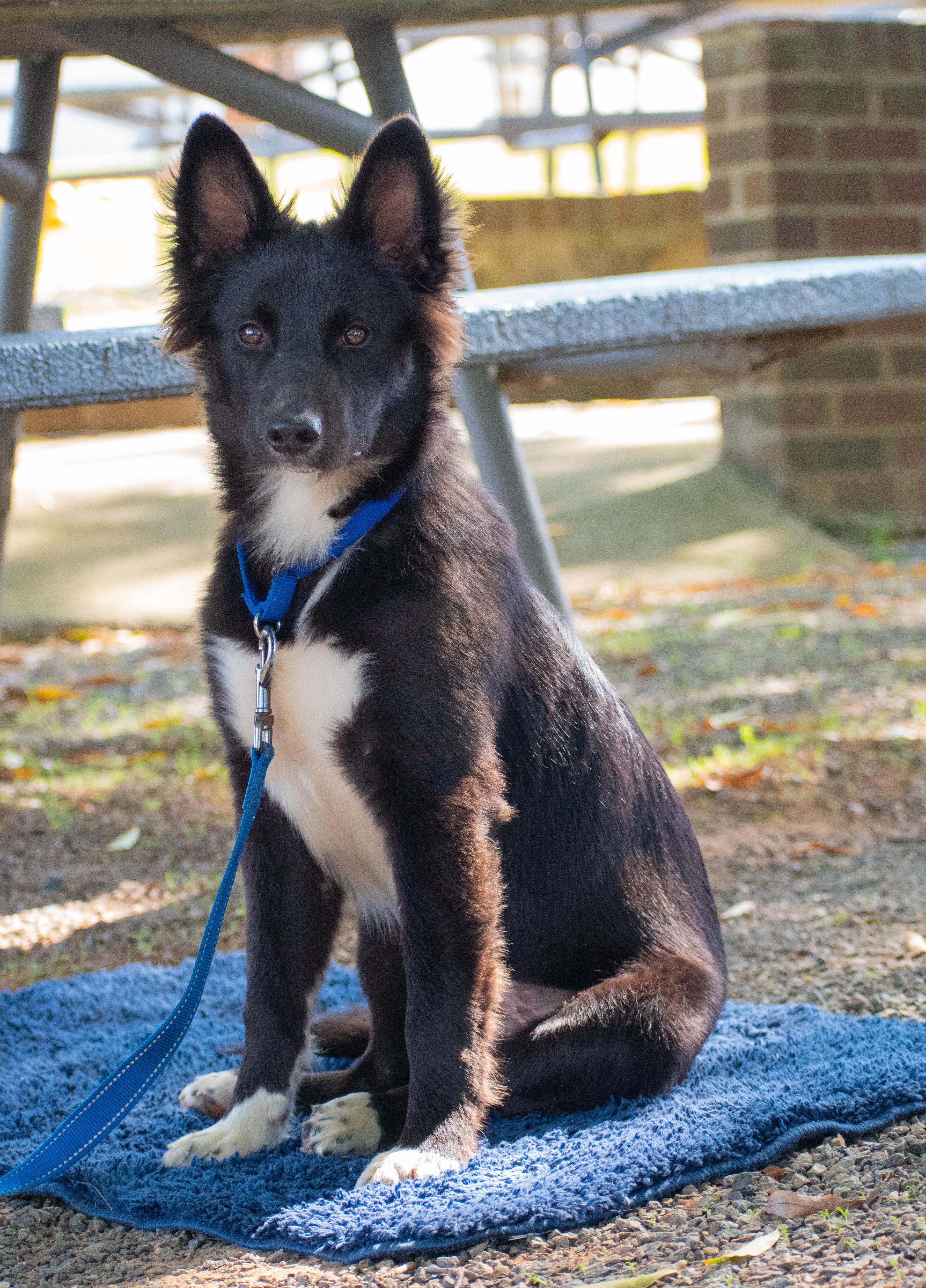 Enlarge Beau, a Adopted mixed breed in Lewisville, NC image 2/3