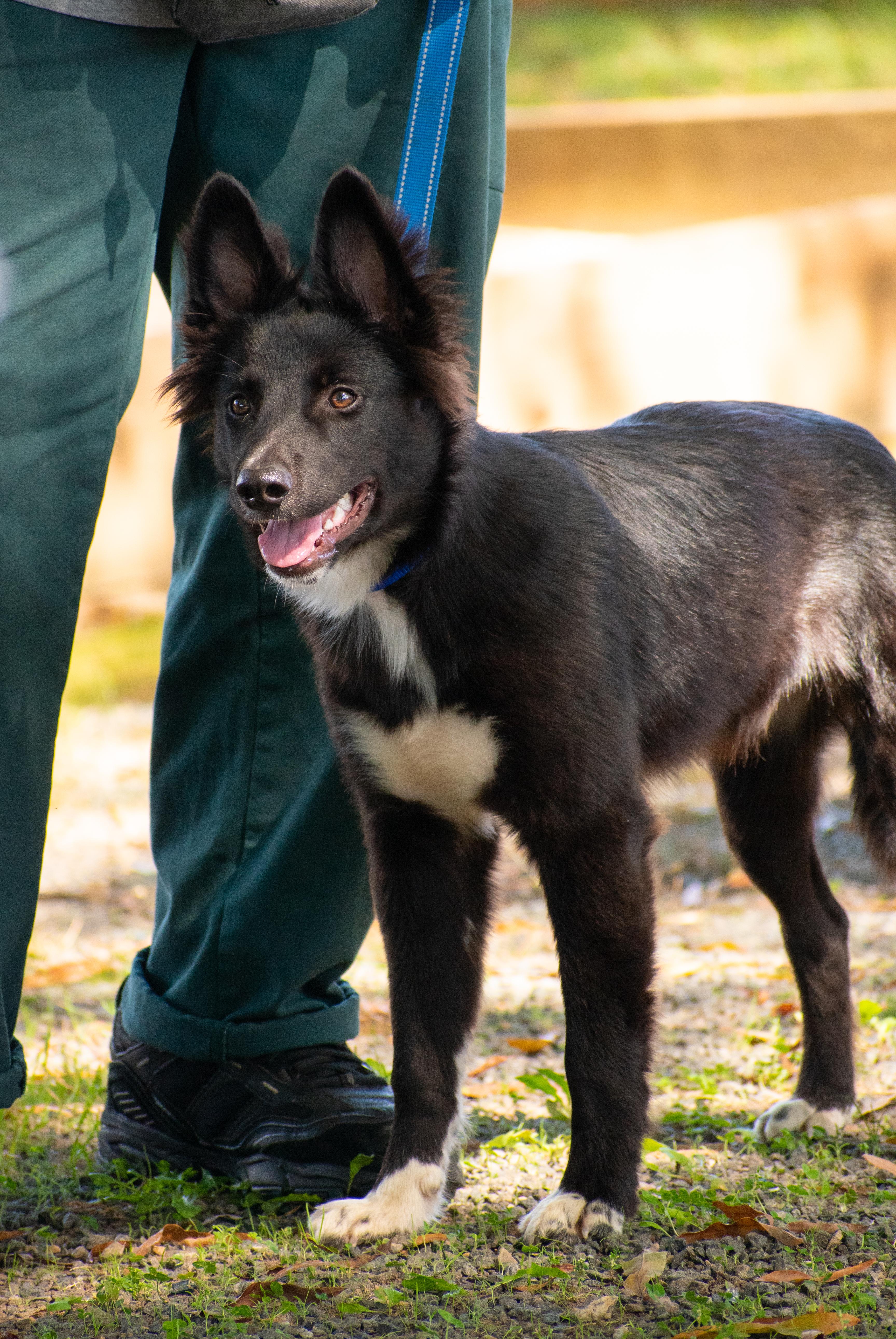 Beau - pending adoption!, an adoptable Border Collie, Spitz in Lewisville, NC, 27023 | Photo Image 2