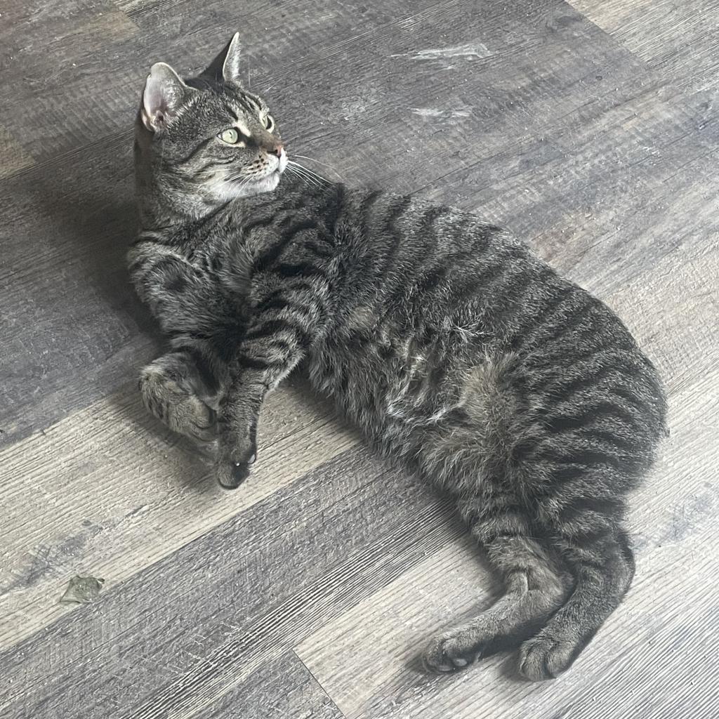 Mister, Adoptable, Adult Male Domestic Short Hair.