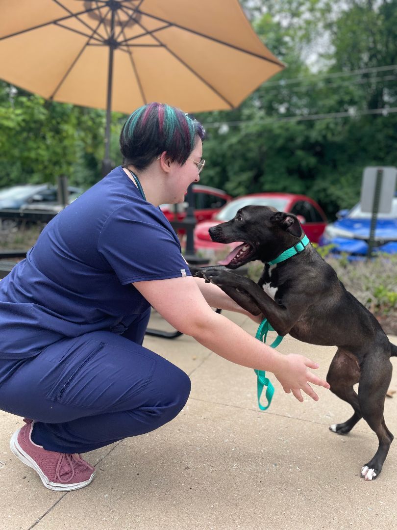 Enlarge Roo, a Adopted mixed breed in Lebanon, TN image 1/13