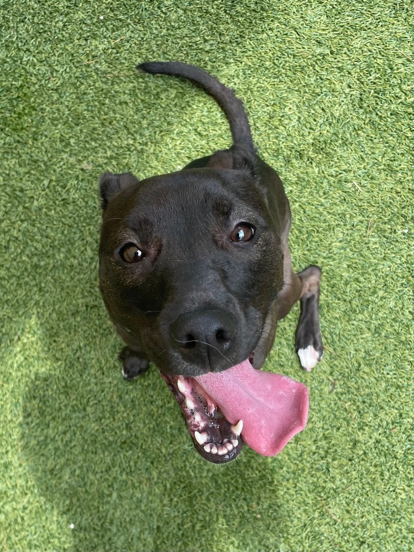 Enlarge Roo, a Adopted mixed breed in Lebanon, TN image 3/13