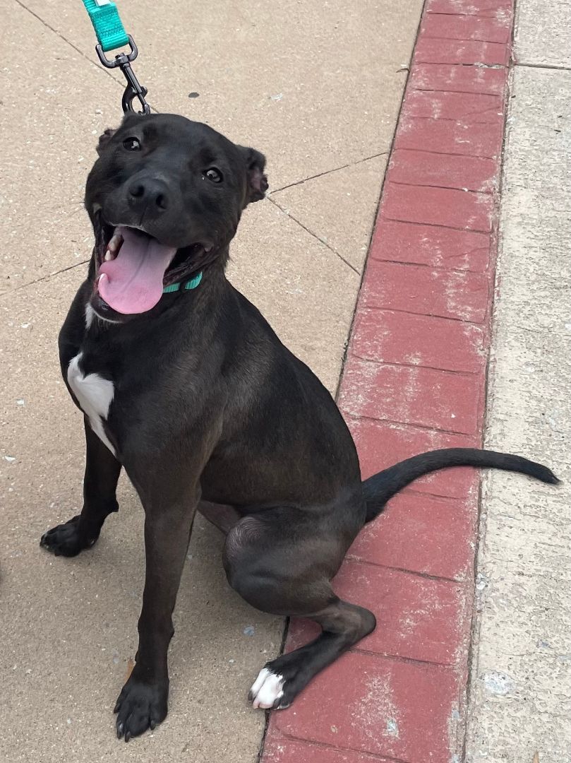 Enlarge Roo, a Adopted mixed breed in Lebanon, TN image 4/13