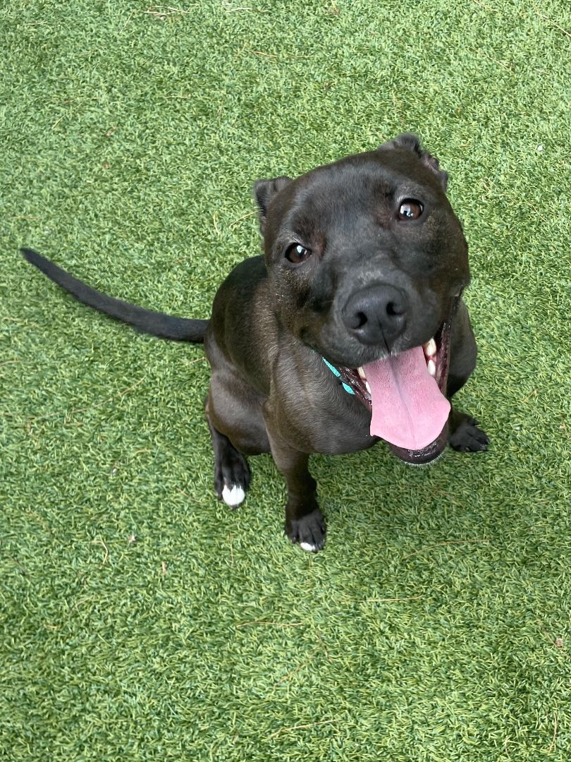 Enlarge Roo, a Adopted mixed breed in Lebanon, TN image 5/13