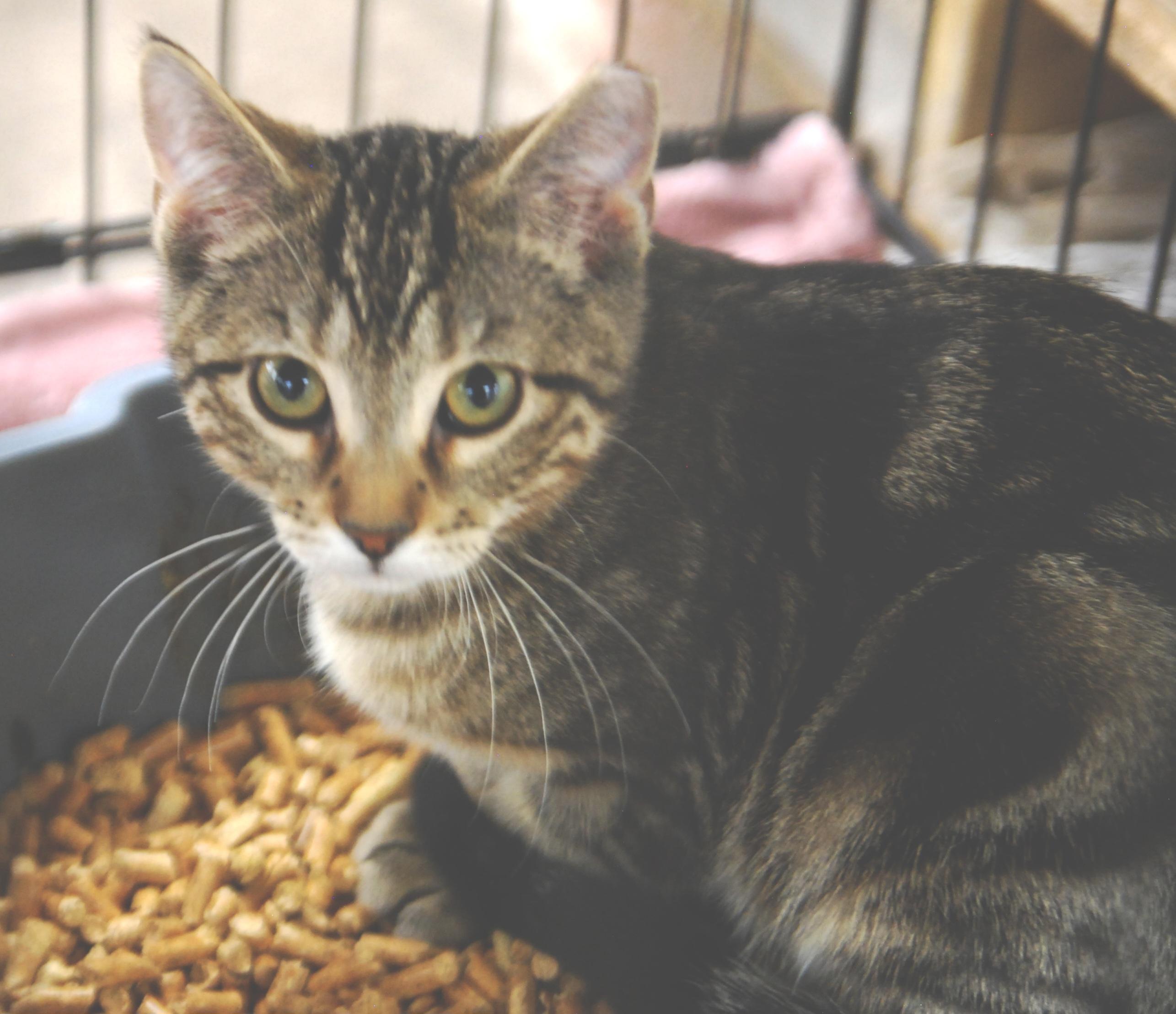 Naan, ADOPTABLE, Young Male Domestic Short Hair.