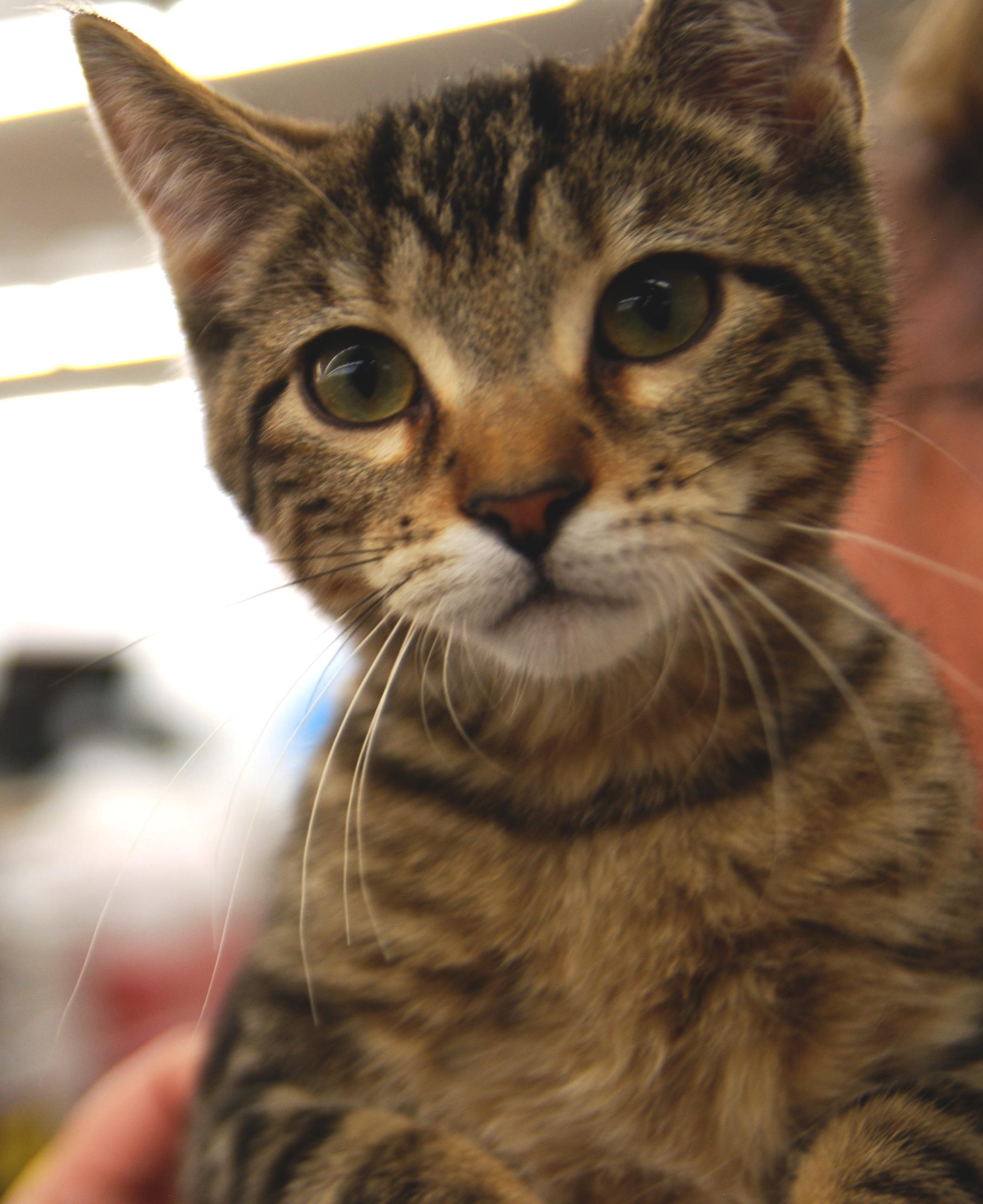 Enlarge Naan, a ADOPTABLE Domestic Short Hair in Shell Lake, WI image 2/2