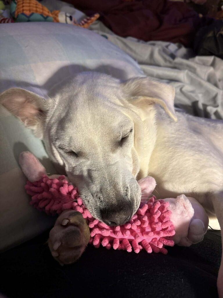 Jolly, ADOPTABLE, Young Male Mixed Breed.