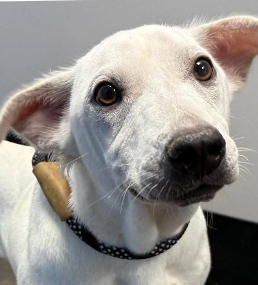 Enlarge Jolly, a ADOPTABLE mixed breed in Red Hook, NY image 2/4