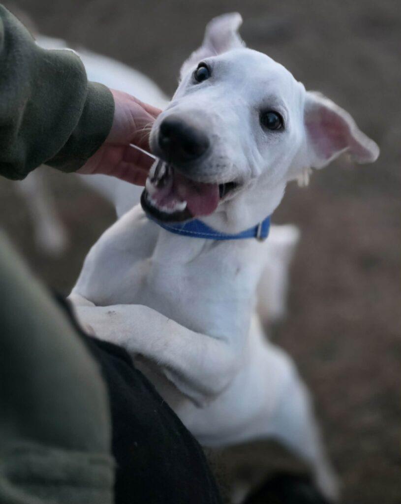 Enlarge Jolly, a ADOPTABLE mixed breed in Red Hook, NY image 3/4