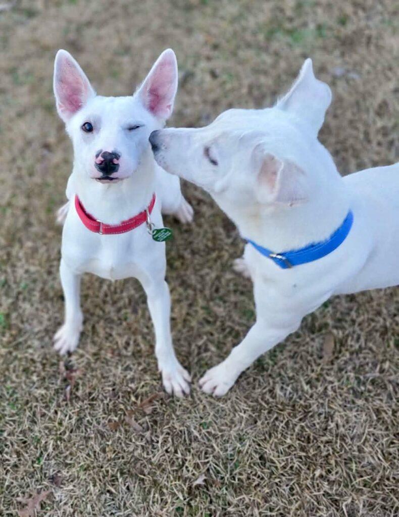 Enlarge Jolly, a ADOPTABLE mixed breed in Red Hook, NY image 4/4