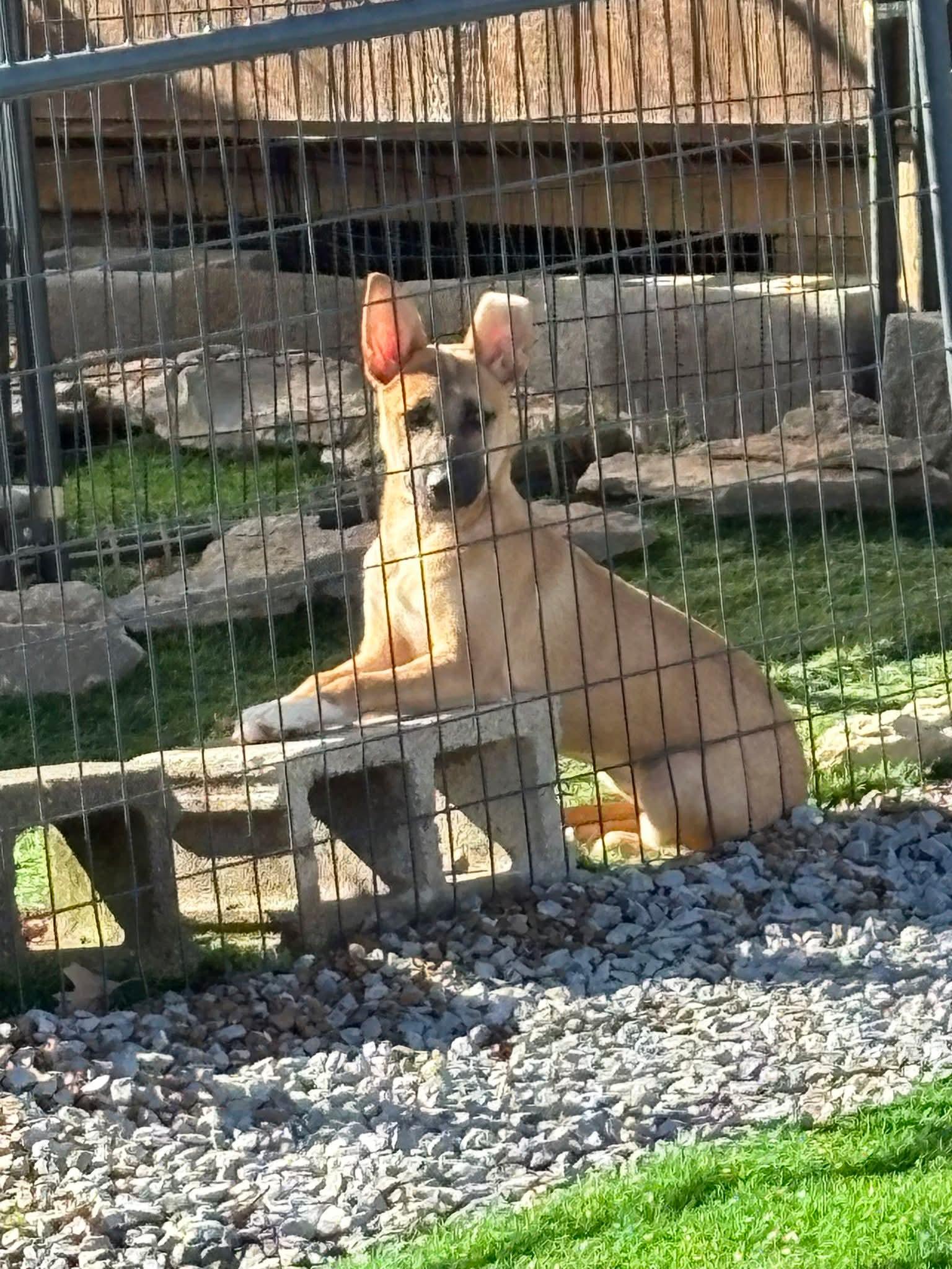 Sage, ADOPTABLE, Puppy Female German Shepherd Dog.