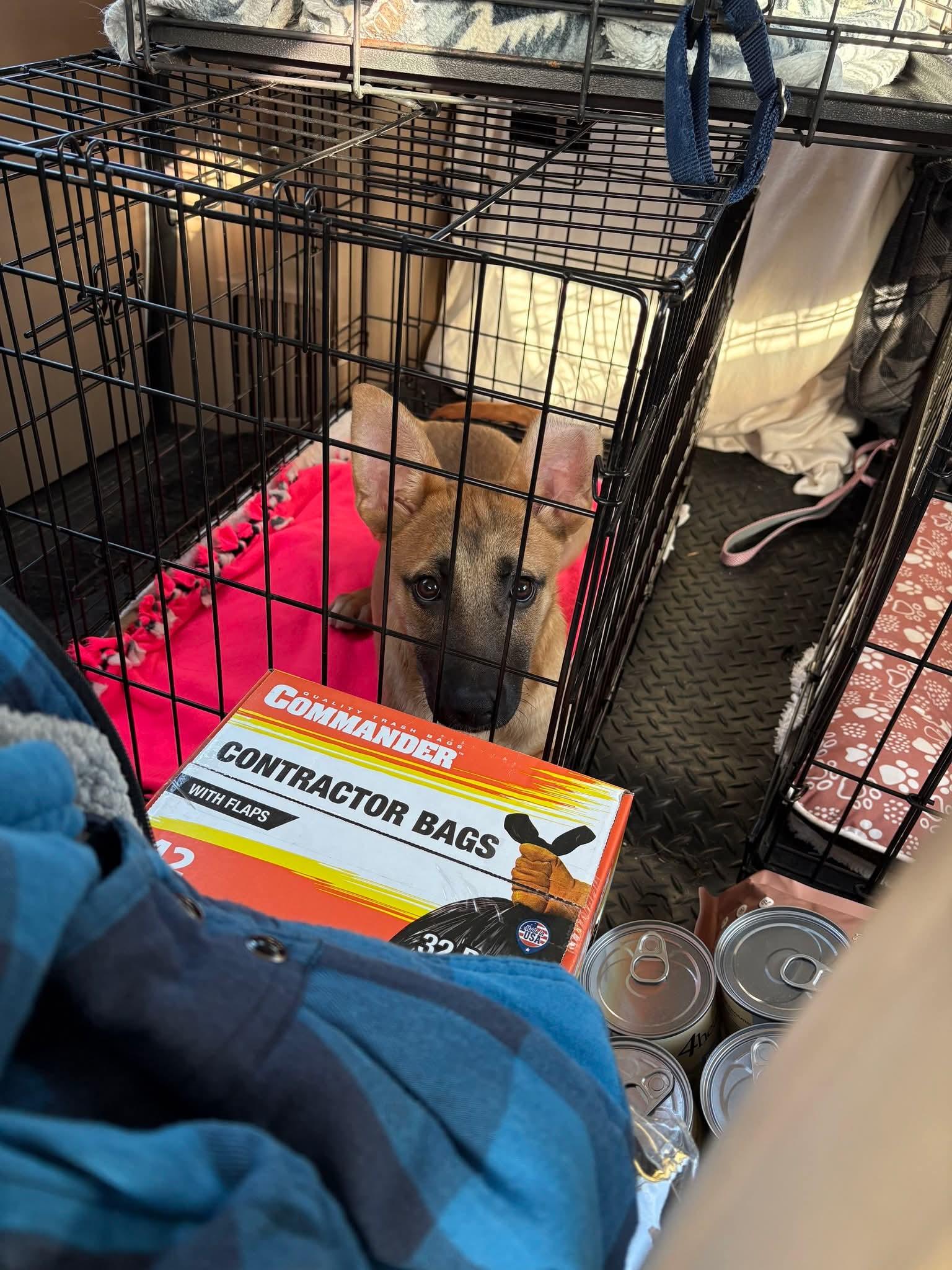 Enlarge Sage, a ADOPTABLE German Shepherd Dog in Shelbyville, TN image 2/3